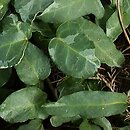 Hedera helix Szara Stopka
