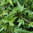 Hedera helix Baby Face