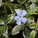 Vinca minor Ralph Shugert