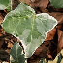 Hedera helix Tricolor