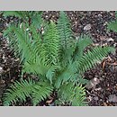 Dryopteris wallichiana (nerecznica Wallicha)