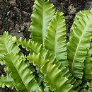 Asplenium scolopendrium Crispa