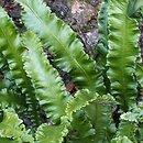Asplenium scolopendrium Angustifolia