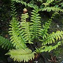 Polystichum acrostichoides (paprotnik bożonarodzeniowy)