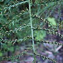 Dryopteris filix-mas Linearis Polidactyla