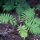 Matteuccia orientalis (pióropusznik wschodni)