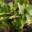 Asplenium scolopendrium Sagittata