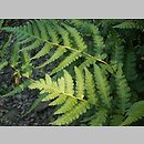Dryopteris clintoniana