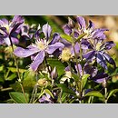 Clematis Evisix