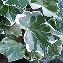Hedera helix Denmark