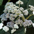 Hydrangea aspera ssp. sargentiana
