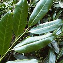 Prunus laurocerasus Serbica