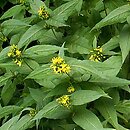 Diervilla sessilifolia Butterfly