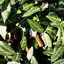 Euonymus fortunei Tustin