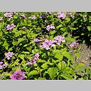 Verbena canadensis (werbena kanadyjska)
