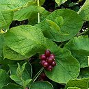 Triosteum (goryczyn)