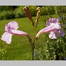 Incarvillea olgae (inkarwilla Olgi)