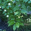 Cephalanthus occidentalis (guzikowiec zachodni)