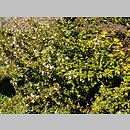 Micromeria thymifolia