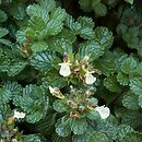 Teucrium pyrenaicum (ożanka pirenejska)