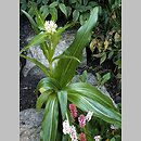 Gentiana triflora (goryczka trójkwiatowa)