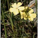 Dianthus knappii