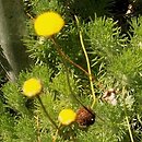 Cotula (kotula)