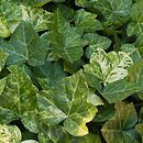 Hedera helix Profesor Seneta