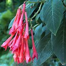 Fuchsia Koralle