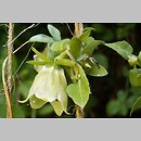 Codonopsis viridiflora
