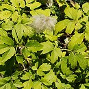 Clematis alpina ssp. sibirica (powojnik syberyjski)