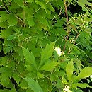 Ampelopsis aconitifolia (winnik tojadowy)