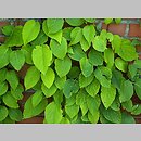Schizophragma molle (przywarka miękka)