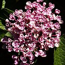 Hydrangea macrophylla Ayesha