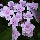 Hydrangea macrophylla Jögasaki