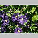 Clematis Viola