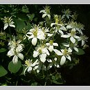 Clematis mandschurica (powojnik mandżurski)