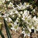 Allium tuberosum (czosnek bulwiasty)