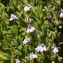 Micromeria juliana (mikromeria lipcowa)