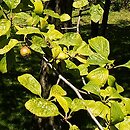 Crataegus punctata (głóg cętkowany)