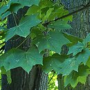 Acer ×dieckii (klon pośredni)