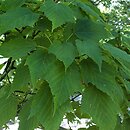 Acer rufinerve (klon rdzawy)