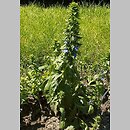 Lobelia siphilitica (lobelia wielka)