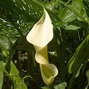 Zantedeschia albomaculata