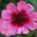 Potentilla (pięciornik)