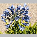 Agapanthus africanus (agapant baldaszkowaty)