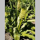 Eucomis comosa (eukomis czubaty)