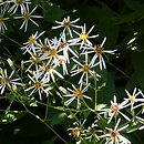 Aster cordifolius (aster sercowaty)