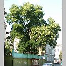 Styphnolobium japonicum (perełkowiec japoński)