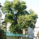 Sophora (szupin)